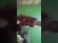 Funny Sex