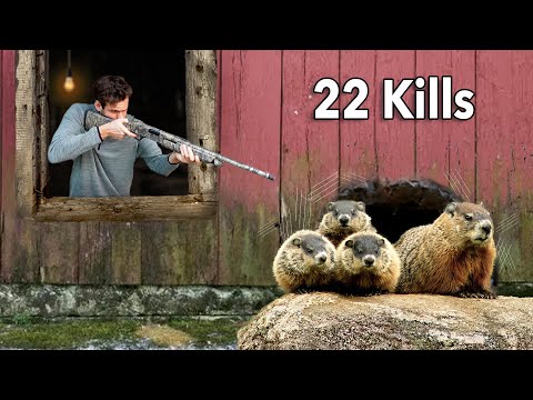 These Groundhogs Destroyed My Barn… now they must pay