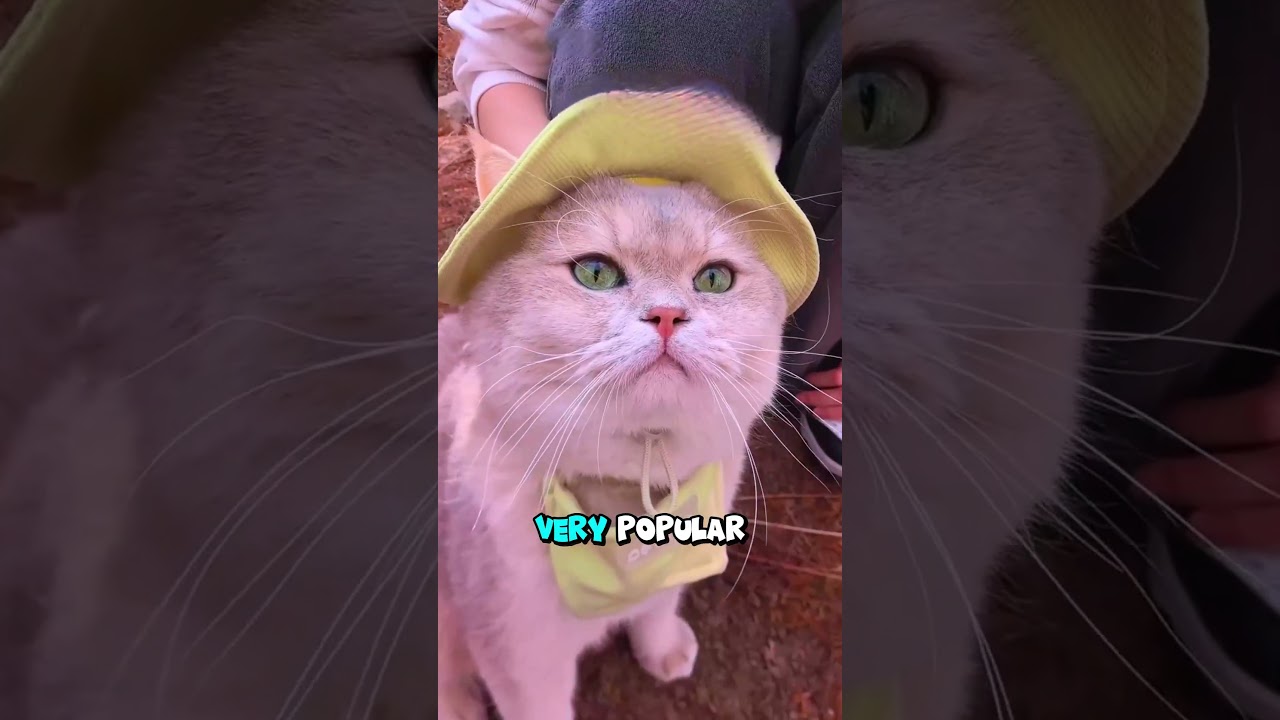 WOULD YOU SELL HIM FOR THIS MUCH? 💰🐱