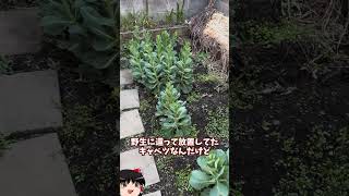 庭に畑を作ってみた【その50】#shorts