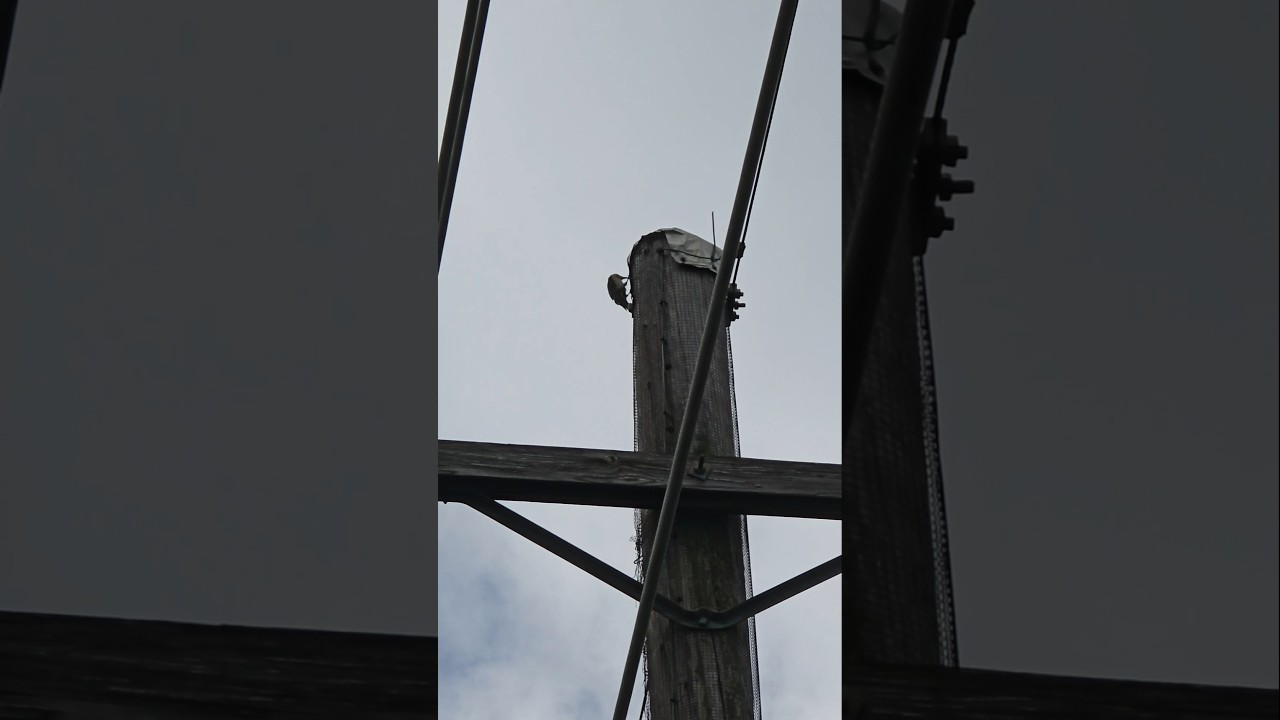 Woody the Woodpecker on Powerline