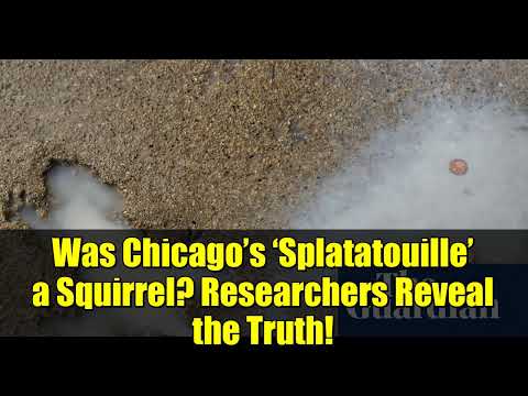 Was Chicago’s ‘Splatatouille’ a Squirrel  Researchers Reveal the Truth!
