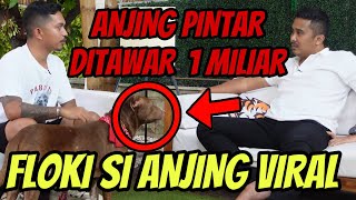 Download lagu Ngalahin Hachiko, Floki si Anjing Pintar Seperti Manusia, Kasih Rumah & Mobil Untuk Tuannya mp3 Download lagu Ngalahin Hachiko, Floki si Anjing Pintar Seperti Manusia, Kasih Rumah & Mobil Untuk Tuannya mp3