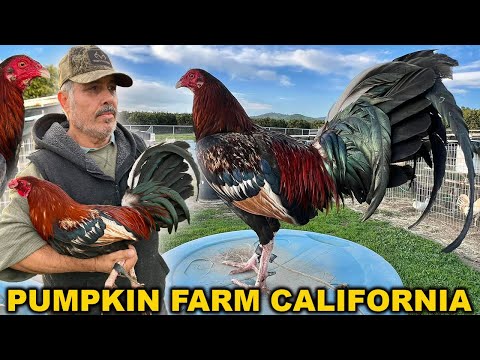 PUMPKIN FARM !! Frank Brizuela Beautiful Farm in California