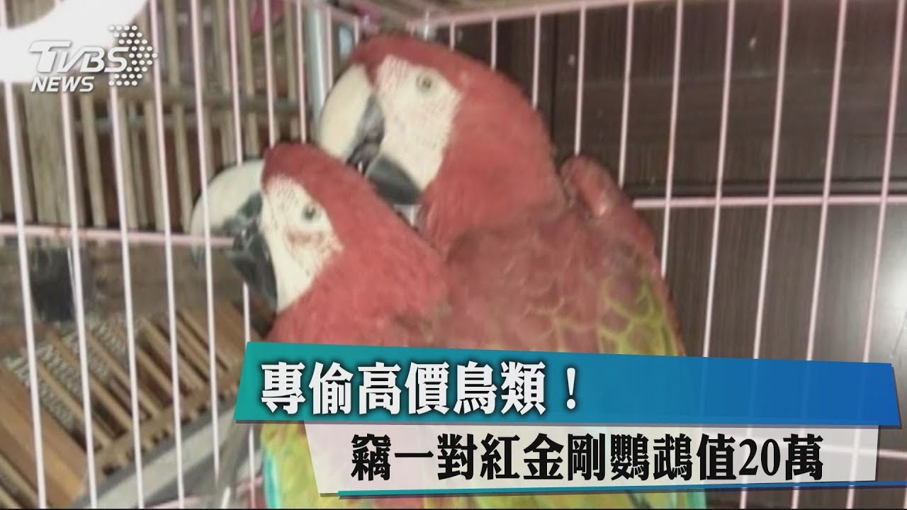 專偷高價鳥類! 竊一對紅金剛鸚鵡值20萬