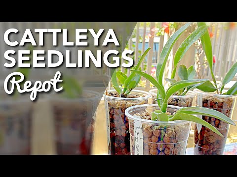 CATTLEYA SEEDLINGS REPOT | ORCHIDS IN SEMI HYDROPHONICS | HOW TO REPOT CATTLEYA ORCHID SEEDLING