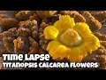 Titanopsis Calcarea flowers time lapse | Dec24
