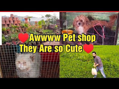 Pet Shop In Rahwali Gujranwala Cantt \ Visit ♥️♥️#petlover #petshop #persian