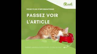 Les probiotiques pour les chats, à quoi ça sert?