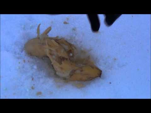 LTA softgun Grup, Shooting a banana