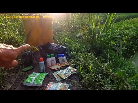 Nông Dân Tiền Giang Xịt Thuốc Dưỡng Rau Húng Cây Thuốc Đơn Giản #nôngdântiềngiangvlogs
