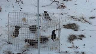 Re: [新聞] 白尾八哥吃農作 鳥界黑幫移除難？