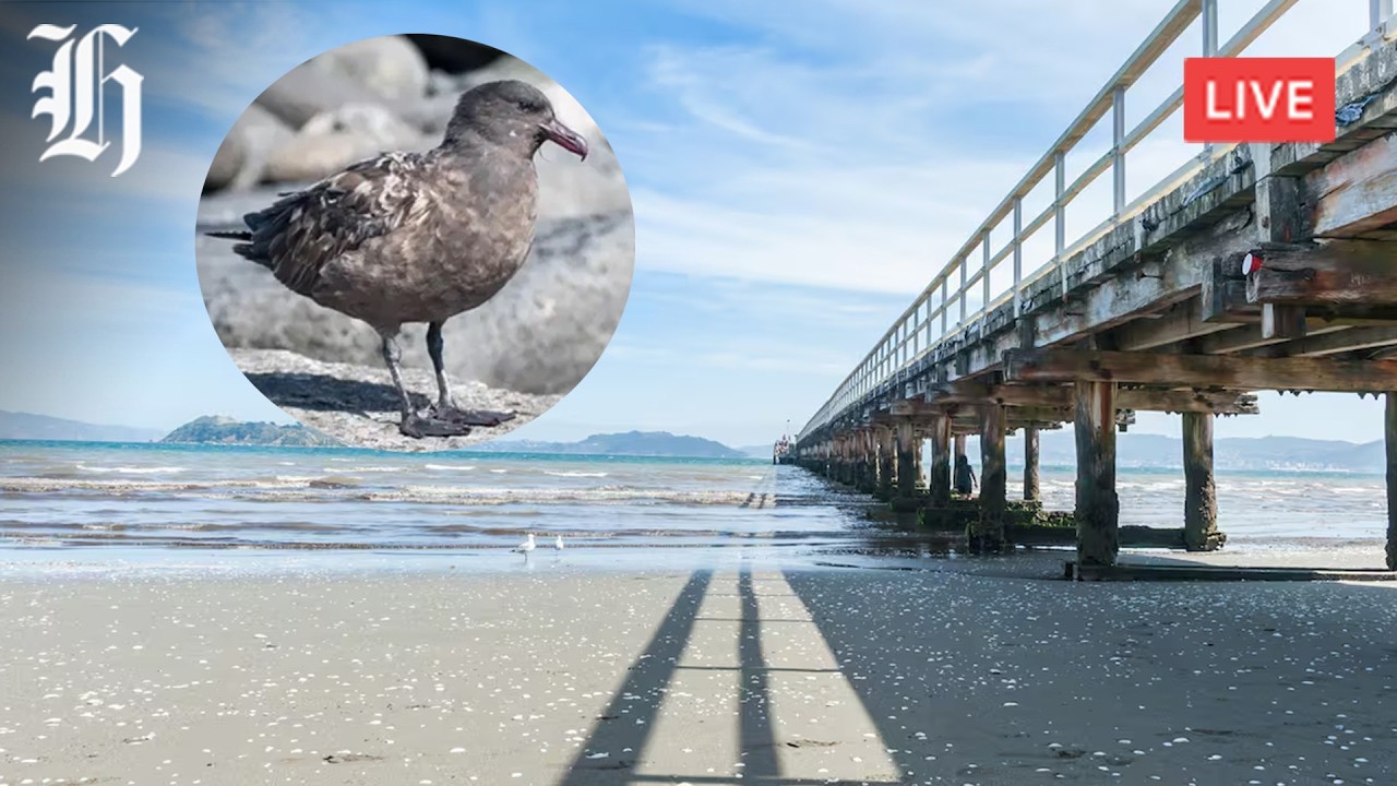 NZ Herald Live: First case of bird flu confirmed in New Zealand