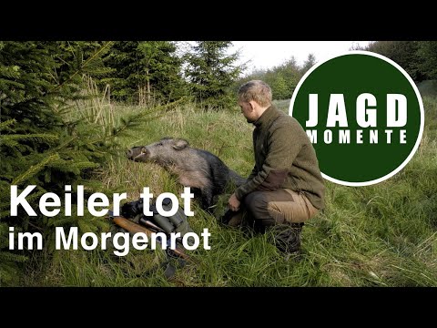 Hunting Moments | Episode 13 | Boar dead at dawn