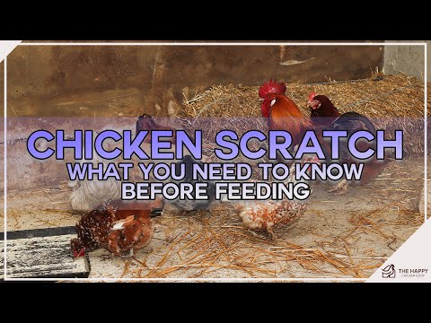 , title : 'Chicken Scratch And What You Need To Know Before Feeding'