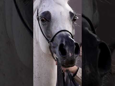 NOFT AL NAYFAT - Can you even stop staring?