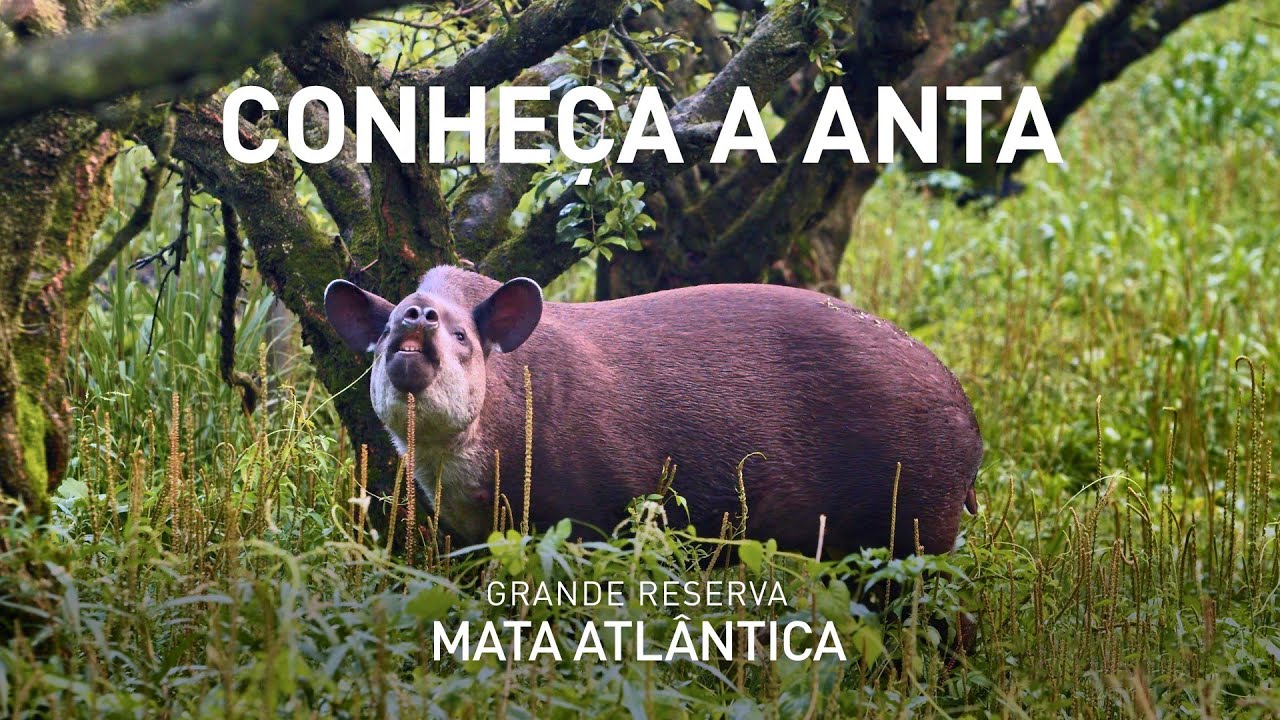 Conheça a anta | Os animais da Grande Reserva Ep. 05
