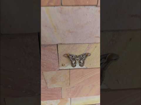 Mariposa Traicionera, (Maná)-.en Dos Arroyos, Misiones, Argentina, 2SET2025