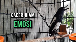 Download lagu kacer gacor NGEPLONG tarung ini paling ampuh buat PANCINGAN KACER agar EMOSI NYAUT mp3 Download lagu kacer gacor NGEPLONG tarung ini paling ampuh buat PANCINGAN KACER agar EMOSI NYAUT mp3