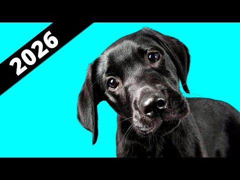 10 Sounds Dogs Love &amp; React To 🐶
