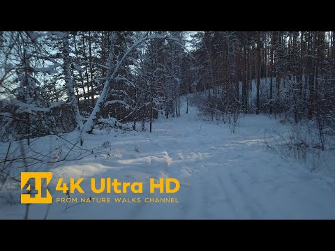 A Small Morning Walk in the Winter Forest