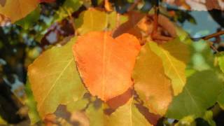 Praise and Worship Team Singing Lay it down