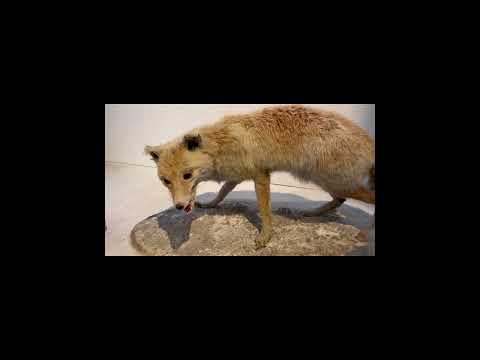 アカギツネまたは普通のキツネ