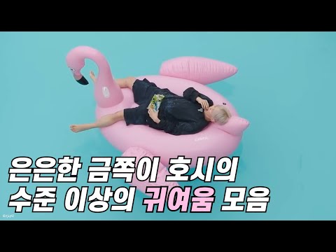 [세븐틴/호시] 은은한 금쪽이 권순영 | 수준 이상의 귀여움 모음 | GOING SEVENTEEN HIGHLIGHTS