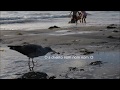 Funny Seagull Eats A Cheeto
