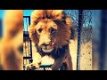Dramatic video shows lion mauling animal sanctuary owner