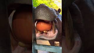 Timothy the hippo is doing some pumpkin smashing! 🎃🦛 #animals #hippo #cuteanimals