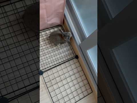 토끼라는 이름을 걸고.. 점프.. 그리고 뒤집기