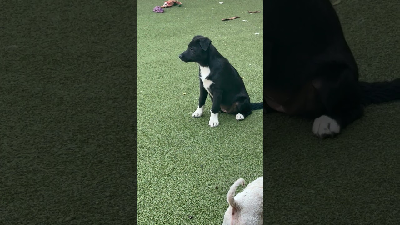 Twinkle , a Adoptable mixed breed in buffalo, NY video 2/6