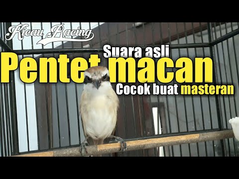 download lagu mp3 mp4 Pentet Macan, download mp3 Pentet Macan free downloadn, video klip Pentet Macan