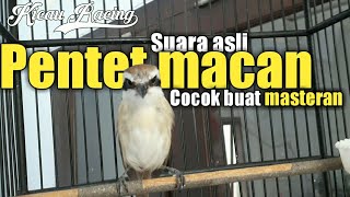 Download lagu Pentet macan gacor-burung masteran paling di cari mp3 Download lagu Pentet macan gacor-burung masteran paling di cari mp3