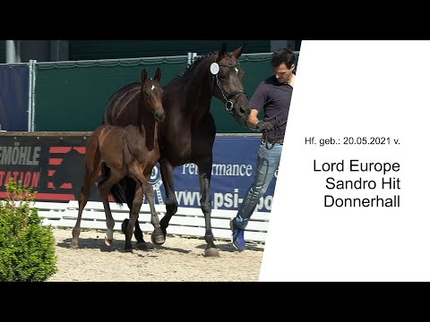 Hf v Lord Europe x Sandro Hit x Donnerhall 2021