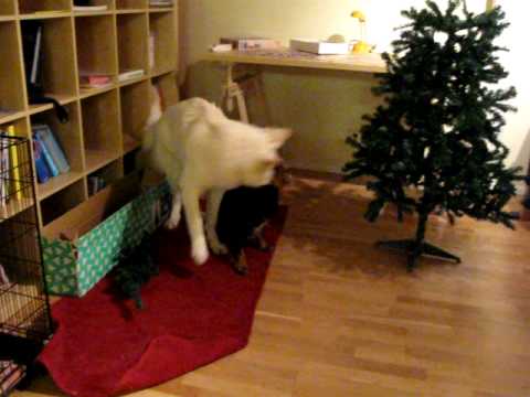 Moesj and Saika playing part 1 (MVI 0195)