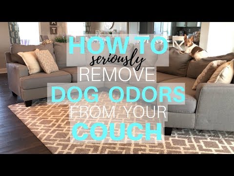YouTube video about: How to remove dog smell from fabric?