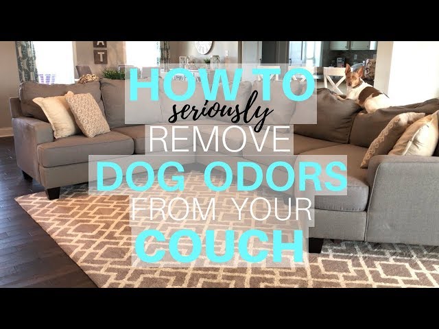 How To Get Dog Smell Out Of Leather Couch How To Get Dog Smell Out Of Leather Couch