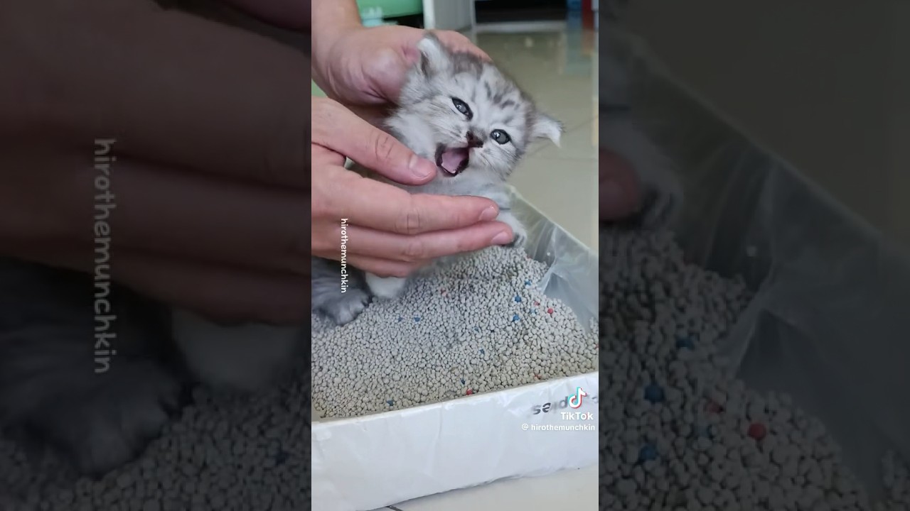 Ngajarin Tutorial ngising Kitten