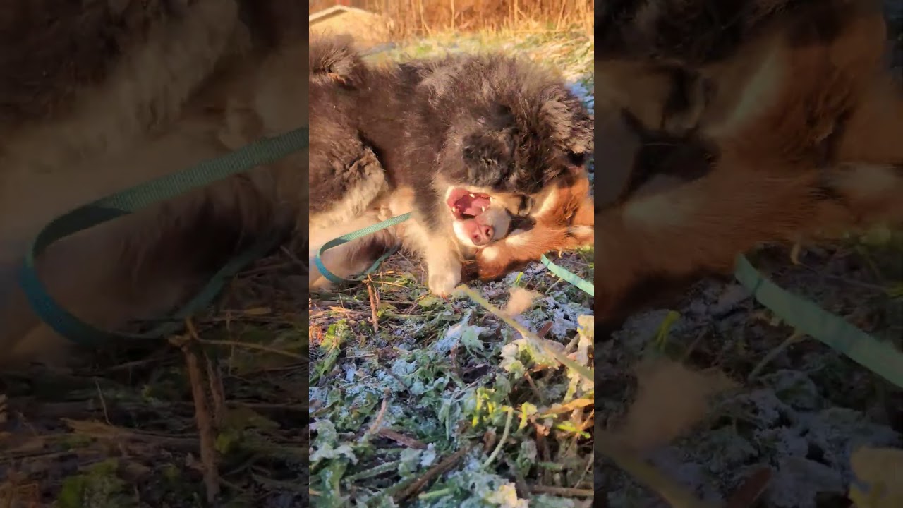 Puppy vs annoying frishbee