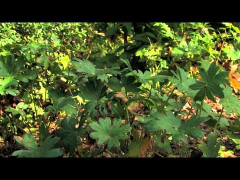 download lagu mp3 mp4 New Hampshire Purple Cranesbill, download lagu New Hampshire Purple Cranesbill gratis, unduh video klip New Hampshire Purple Cranesbill