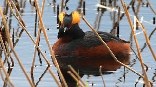 preview picture of video 'Podiceps auritus, Horned Grebe, Horndykker'