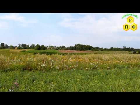 Фацелия поздний посев медоноса