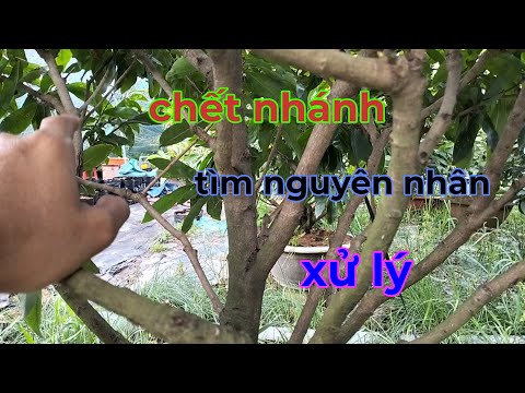 Nguyên nhân nào chết nhánh, cách xử lý.hạn chế chơi tết chết nhánh