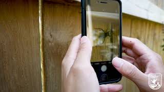 How to Take a CloseUp Photo w/ a Smartphone