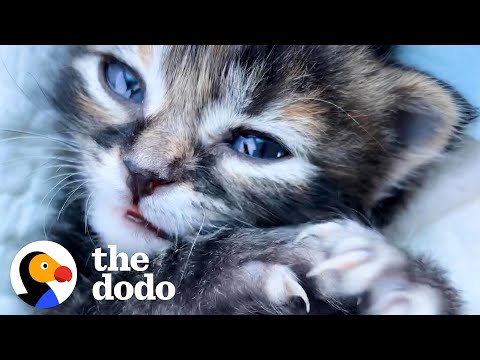 Woman Wasn't A Cat Person — Until She Met This Kitten | The Dodo Soulmates