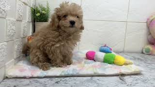 ハーフ犬の動画01