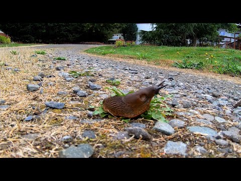 Slug Eats Dandelions (guest starring Ralph & friend) - 10X hyperlapse