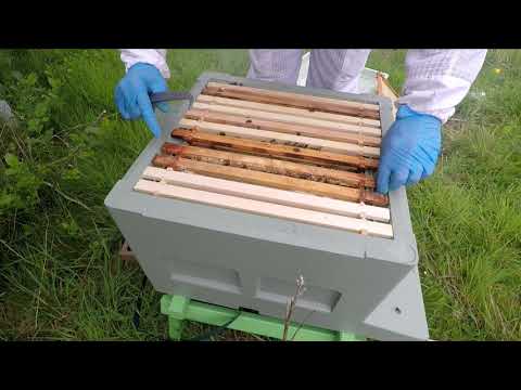 New UK Beekeeper Blog #23 - Swarm Colony - Update 2
